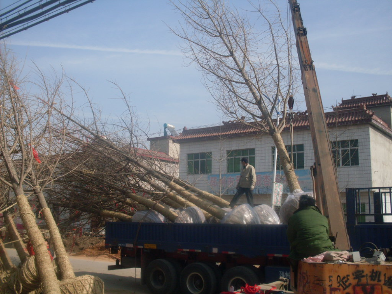 低價供應銀杏樹