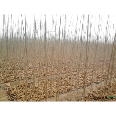 低價(jià)出售2--3米速生法桐小苗