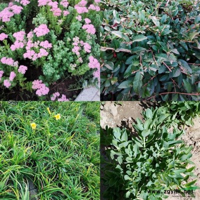 包頭苗圃供應2年新疆楊垂柳,山桃,油松云杉,國槐等苗木及花籽