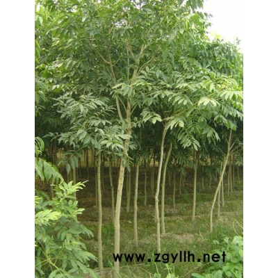 小葉金邊梔子花