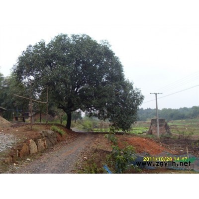 大量供應對節白臘盆景