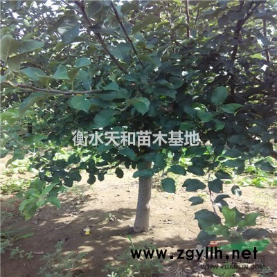 低價出售1、2、3、4、5、6、7、8、9、占地蘋果樹