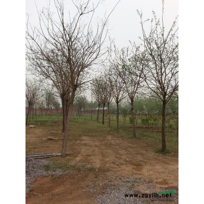 供應(yīng)櫻花、碧桃、國槐、龍爪槐、白臘、法桐、紫葉李、西府海棠