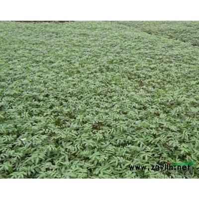 陜西地區(qū)供應(yīng)花椒苗100萬株