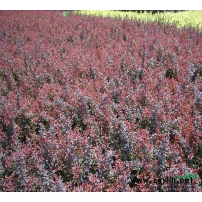 天津薊縣長期供應油松，白皮松，黃刺梅，側柏，紅葉小檗等小苗