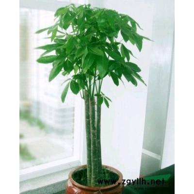植物花卉租賃，慶典植物花卉,園林綠化施工及養護