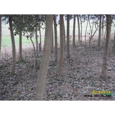 江蘇紅豆杉價(jià)格變化 紅豆杉價(jià)格咨詢