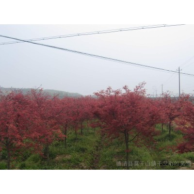 紅葉石楠營養缽苗