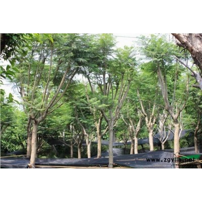 福建中東海棗（銀海棗）