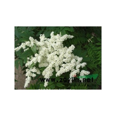 紫薇 紫薇批發 紫薇哪里便宜 供應紫薇 紫薇基地 紫薇價格