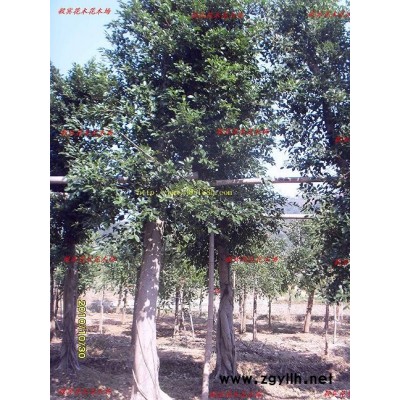 南方常用的綠化苗地被苗