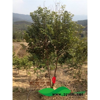 沉香種子價格和育苗技術