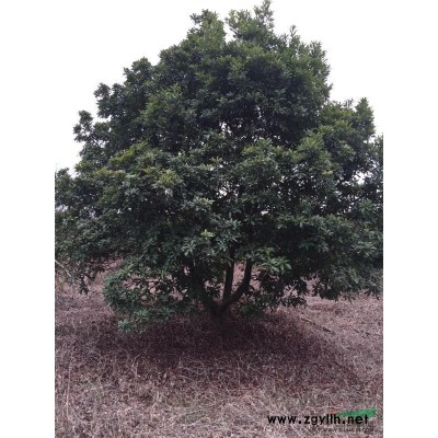 大量供應(yīng)枇杷樹