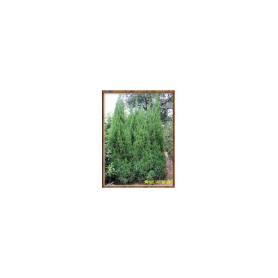 紫葳，紅葉李，巒樹，法桐，連翹，花石榴等等
