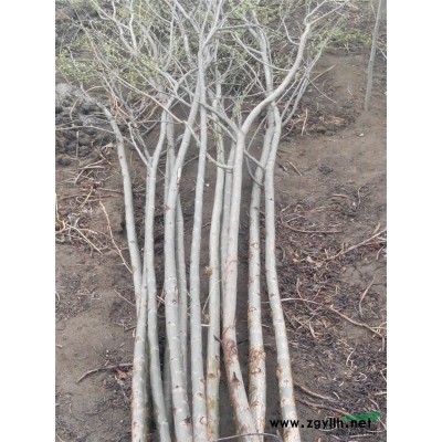河北唐山遵化出售速生柳速生楊紫丁香