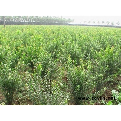 毛鵑.金邊黃楊.灑金珊瑚.金森女貞.紅花繼木 扦插苗