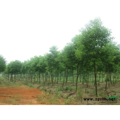 大量供應香樟樹