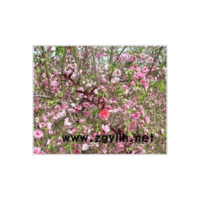 垂柳,意楊,棕櫚,劍麻,龍柏