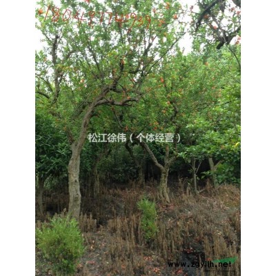 百年石榴樹(shù)