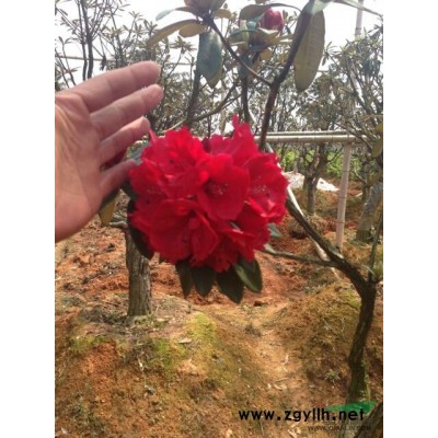 出售馬纓花古樹古樁