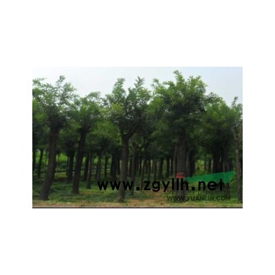 常年供應(yīng)國槐垂柳成品樹樹苗