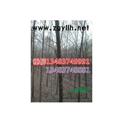 出售柳樹苗楊樹苗