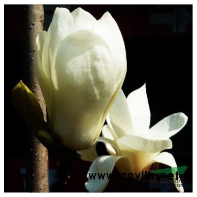 南陽苗木基地 華夏苗木基地 南陽紅楓基地