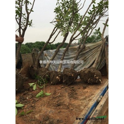 批量處理米徑5－8公分八月桂