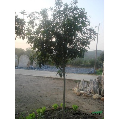 桂花行情報價\桂花圖片展示