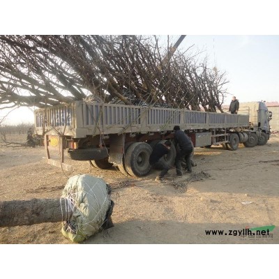 棗樹苗，古棗樹