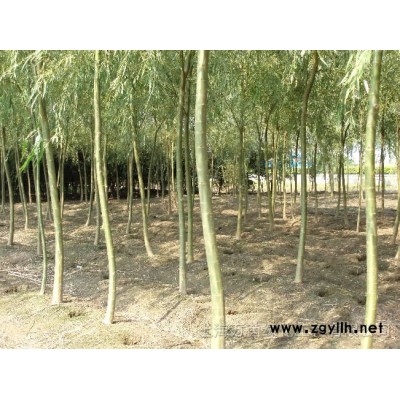 雪松、重陽木、海桐球、紅葉李