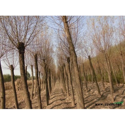 特供3-12公分山西漳河柳  屬優質品種 適應任何地區栽培