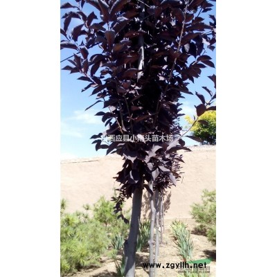 銷售榆樹苗、金葉榆、油松、樟子松