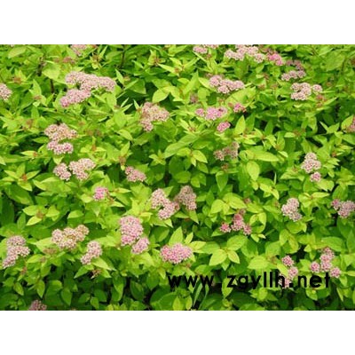 金焰繡線菊、繡線菊