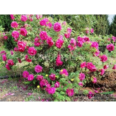 低價出售榕樹種子，軟棗種子，杉木種子，山櫻花種子等