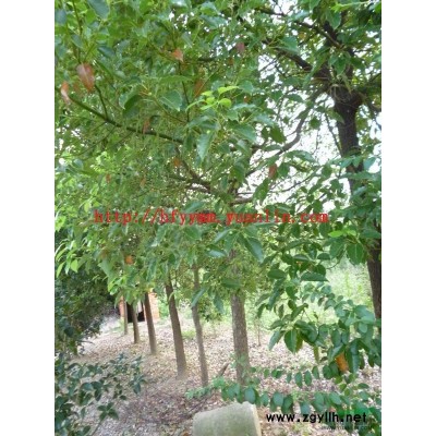 大量共應(yīng)圃石楠