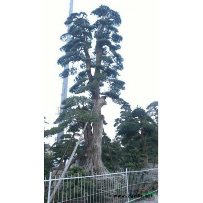 供應(yīng)藍(lán)花楹