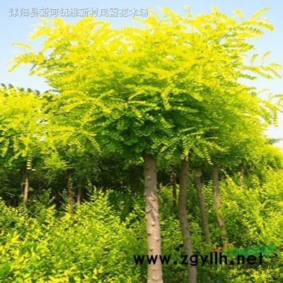 江蘇沭陽(yáng)桂花 江蘇沭陽(yáng)桂花供應(yīng) 出售江蘇沭陽(yáng)桂花價(jià)格