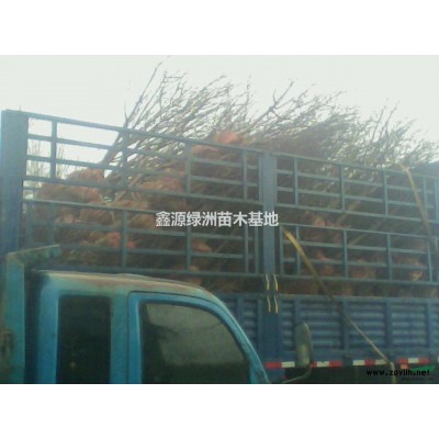 低價處理皂角苗 皂角苗價格 批發皂角苗