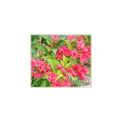 金銀木、榆葉梅、沙地柏、側(cè)柏、連翹、紫葉李