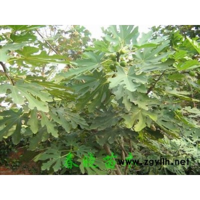 梨樹、柿樹、杏樹、石榴、山楂樹等果樹