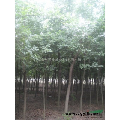 供應12公分紫葉李 路道處理紫葉李