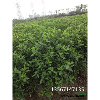 大量供應無刺枸骨球