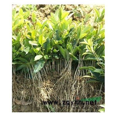 【特價(jià)】桂花苗超低價(jià)格批發(fā)，品種純正！成活率高！