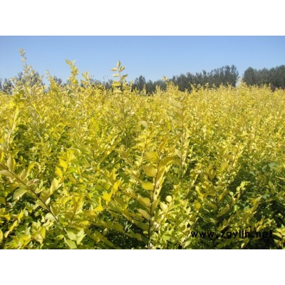 金葉榆,金娃娃萱草