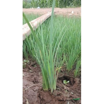 供應(yīng)河北霸州地區(qū)大量裝盆馬蓮，也有地棵的