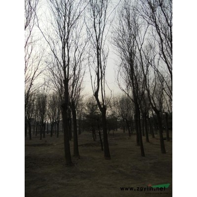 北京47CM地徑 八棱海棠