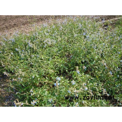 金山繡線菊、紅帽子月季