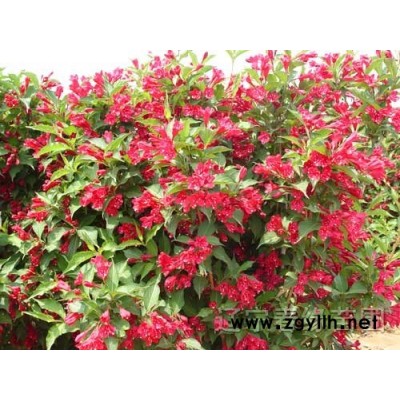 紅丁香.暴馬丁香.小葉丁香