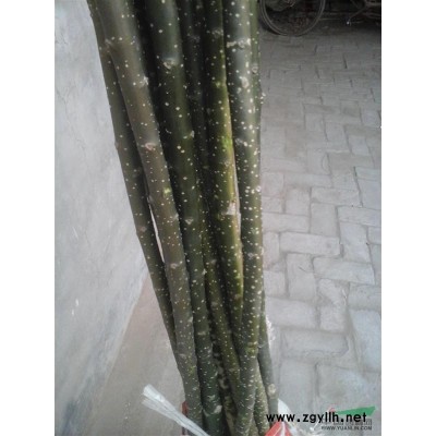 一年生國槐苗米徑1-1.5厘米高1-3米合歡苗椿樹2-3厘米